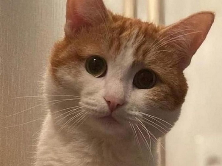 Ветеринар Шеляков: кот Твикс мог умереть на улице от сердечной недостаточности