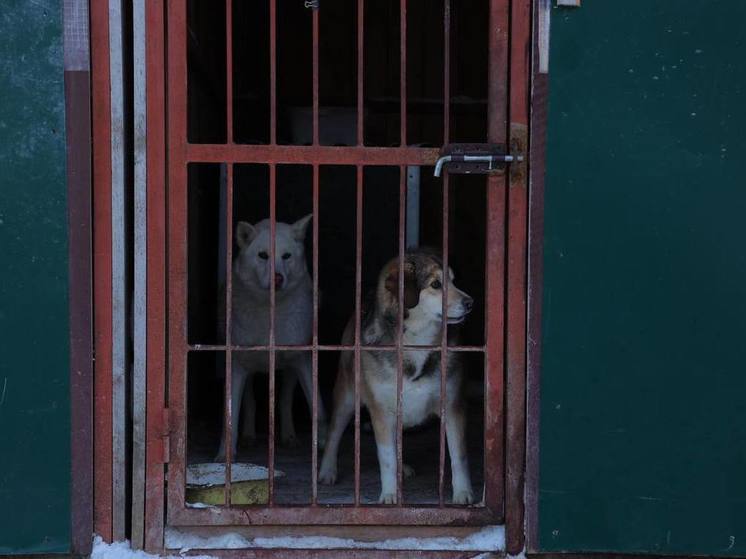 Волонтеры приюта «Пес и кот» поблагодарили сахалинцев за помощь