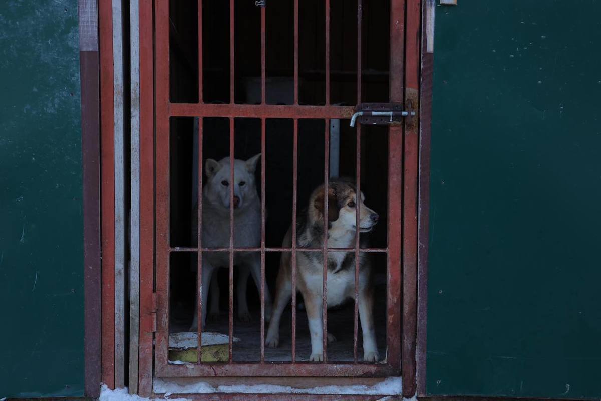 Приют для животных в тамбове доброе сердце. Постройка приюта для животных. Организации деятельности приютов для животных. Вольер для бездомных собак. Приют для бездомных собак красная сосна.