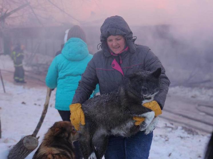 Способы решения проблемы бездомных животных. Приют для кошек и собак. Пути решения проблемы бездомных животных в россии. Против жестокого обращения с животными. Призыв к стерилизации животных.