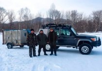 Тигра, терроризирующего жителей села Гвасюги, района имени Лазо в Хабаровском крае отловили охотоведы в ночь на 21 января