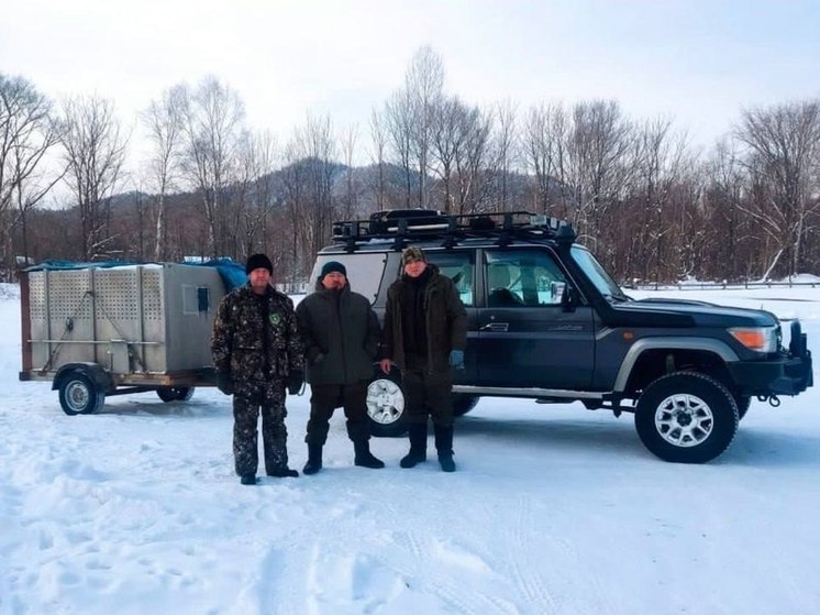 Еще одного конфликтного тигра отловили в Хабаровском крае