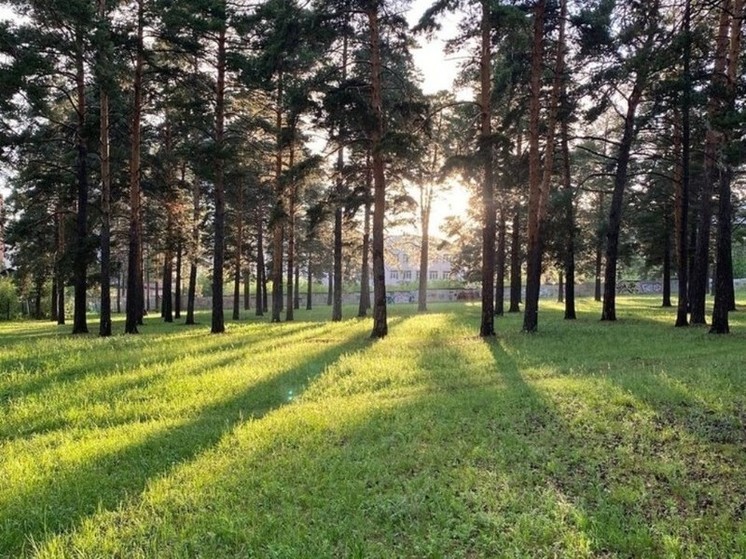Читинцы обратились к Путину из-за возможной вырубки леса у тубдиспансера