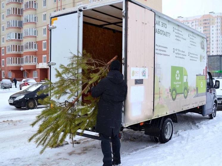 В Курске сегодня соберут отслужившие новогодние елки