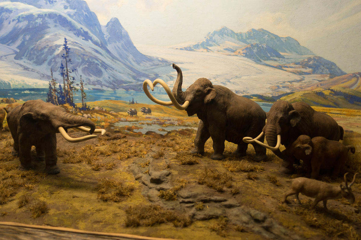 14,000-year-old mammoth tusk holds key to prehistoric mystery