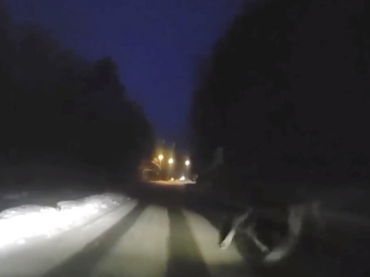 Лось выскочил на дорогу в Подмосковье, испугав пассажиров автомобиля