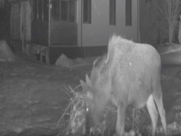 В Дмитровском городском округе заметили любопытного лося