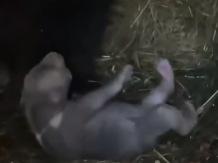 Два медвежонка родились на Крещение в ялтинском зоопарке "Сказка"