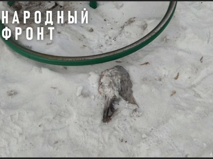 На детской площадке в Улан-Удэ обнаружен мертвый голубь