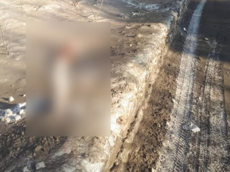 В НСО маньяк оставил освежеванные труппы животных вдоль дороги у Академгородка