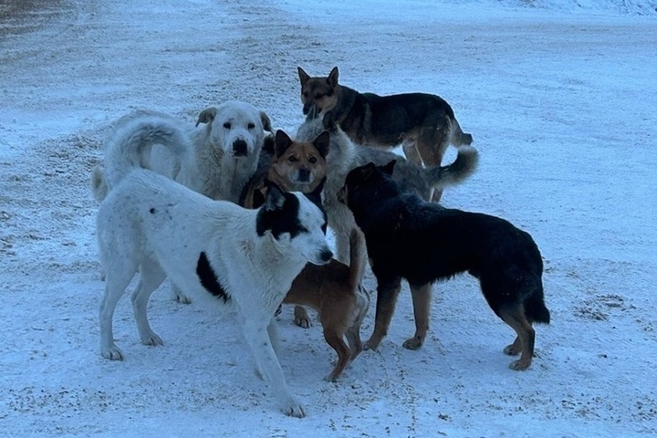 Жители костромской Шарьи жалуются на злобную стаю собак