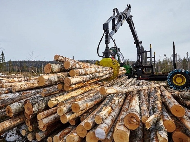 Доходы лесного хозяйства Кировской области выросли за год на 1 миллиард рублей