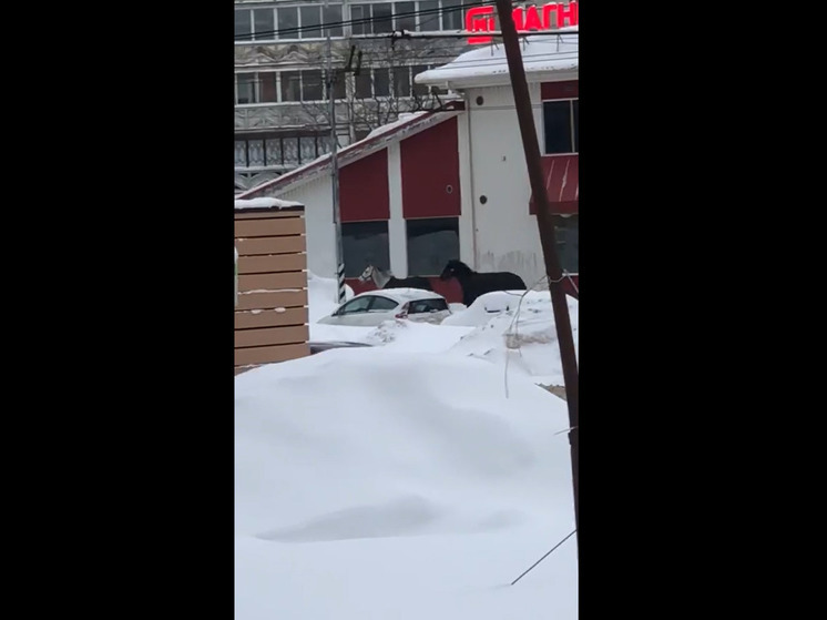 Лошади без наездников промчались по Петрозаводску