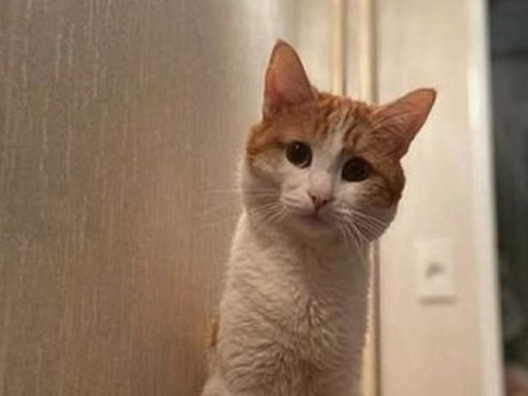 В Новосибирске экс-проводница РЖД прокомментировала смерть кота Твикса