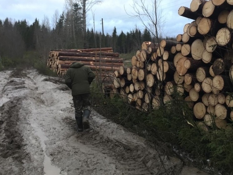 Все долгосрочные договоры аренды леса проверят на Вологодчине