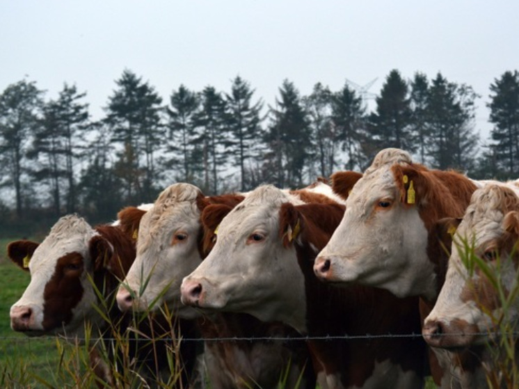 Опасный скотомогильник обнаружен под Петрозаводском