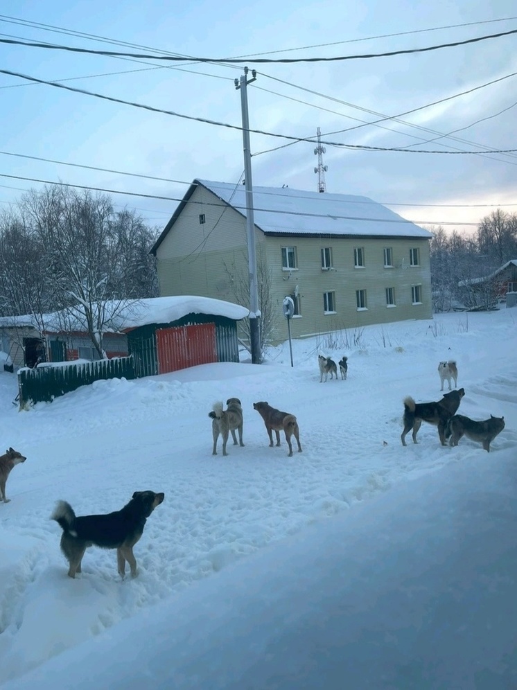 В селе Ямала власти будут активно выявлять собак на самовыгуле