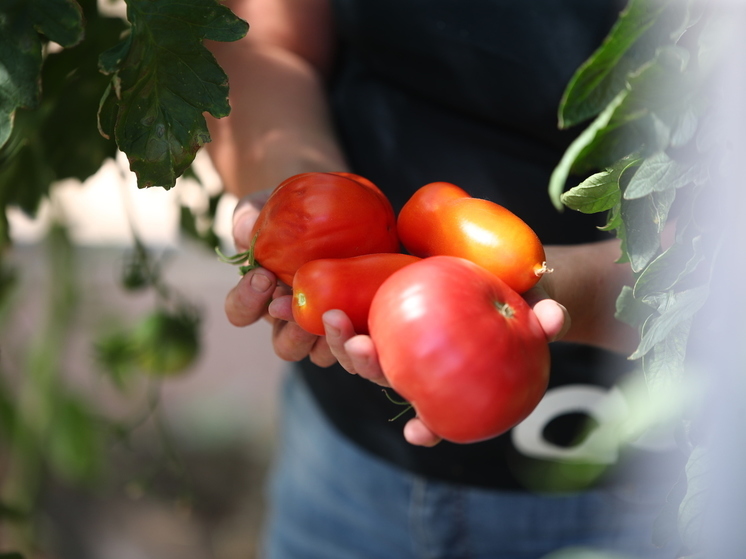 Под Астраханью откроют новый завод по производству томатной пасты