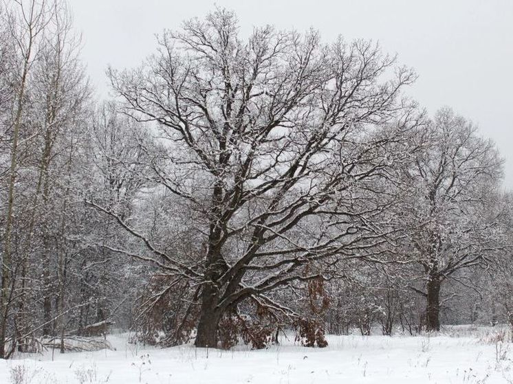 Фронт, оставивший Питер без авиасообщения, надвигается на Подмосковье