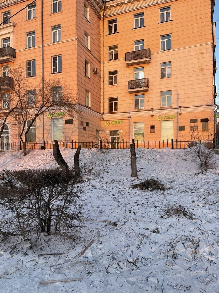 В центре Улан-Удэ вандалы спилили деревья