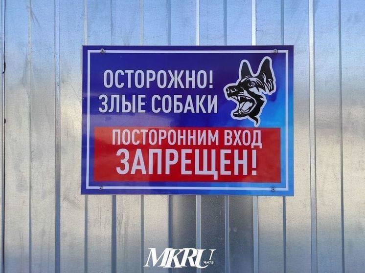 Забайкальца на Land Cruiser будут судить за нападение на зооволонтёра
