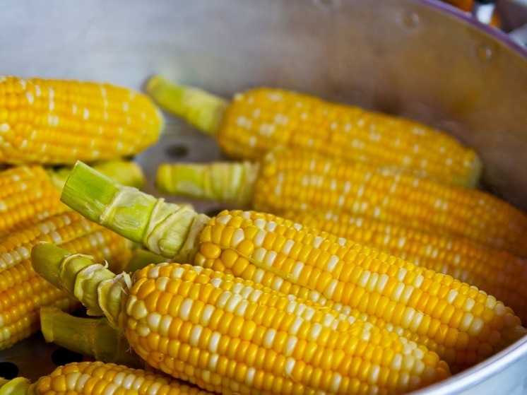 Глава Карелии считает, что Никита Хрущев порадовался бы карельской кукурузе