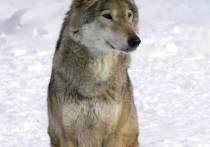 Напавший на людей в Курганской области волк мог прийти из Казахстана вслед за косулями
