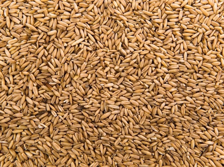 Экспорт зерна из Курска вырос в 2,3 раза