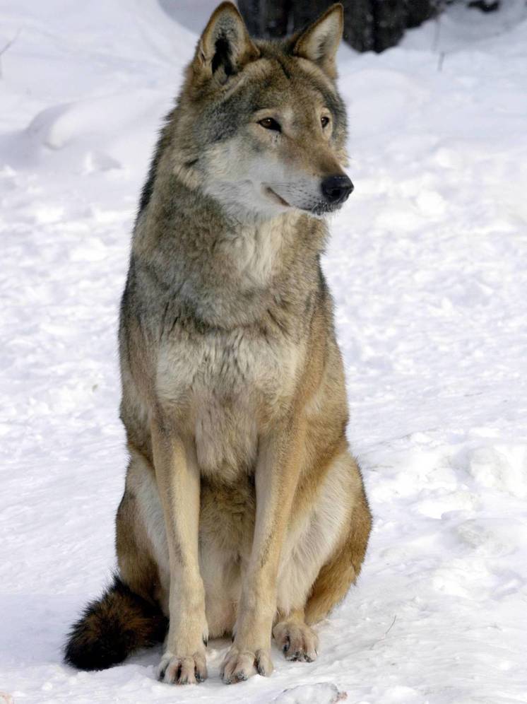 Убивший россиянку волк мог прийти из Казахстана
