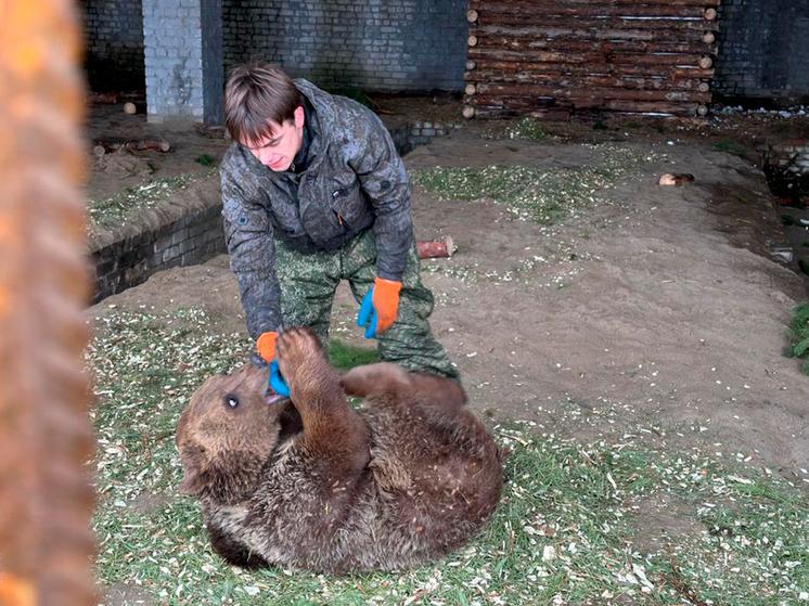 В Волгограде в щепу переработали 2000 елок для помощи животным
