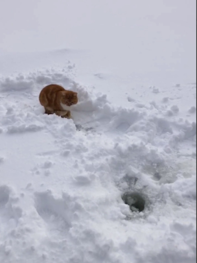 Кота-рыболова заметили на озере в Бронницах возле лунок