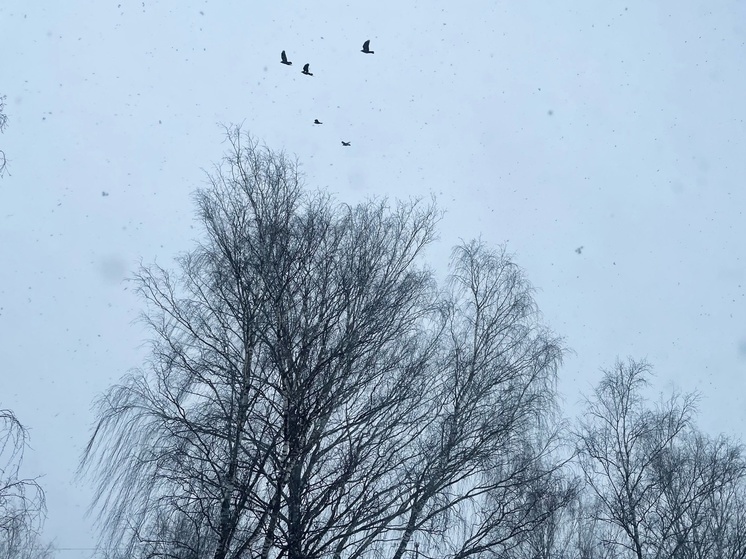 Тверскую область заваливает снегом