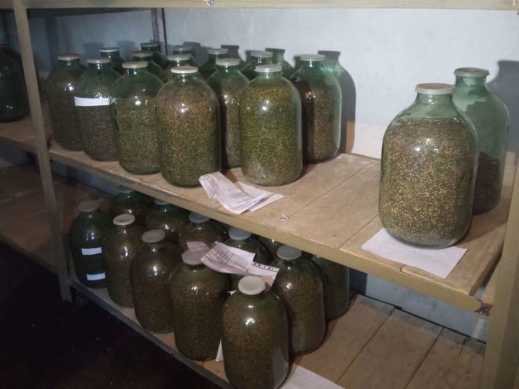 В Саратовской области заготовили 5 тонн шишек сосны для будущих посадок