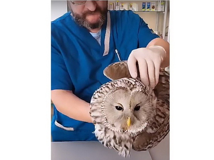 Йошкар-олинские ветеринары назначили лечение дикой сове