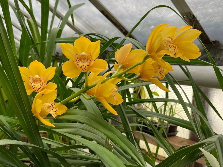 В Ботаническом саду Йошкар-Олы цветет тропическая орхидея