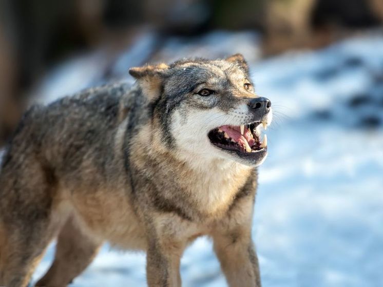 Раскрыты ужасающие детали смерти россиянки, растерзанной волком
