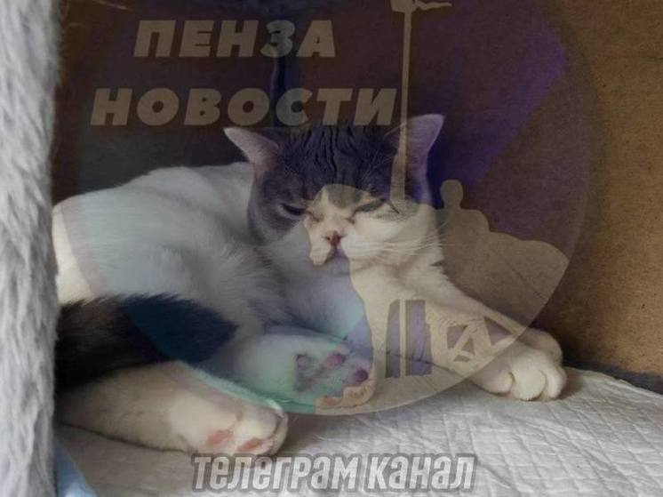 Пензячка ужаснулась условиями содержания животных на кошачьей выставке