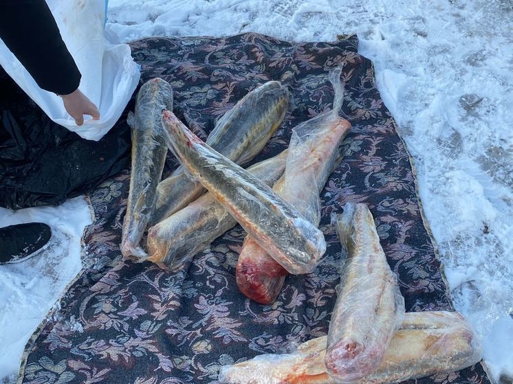 В Астраханской области в салоне автомобиля нашли 38 тушек замороженного осетра