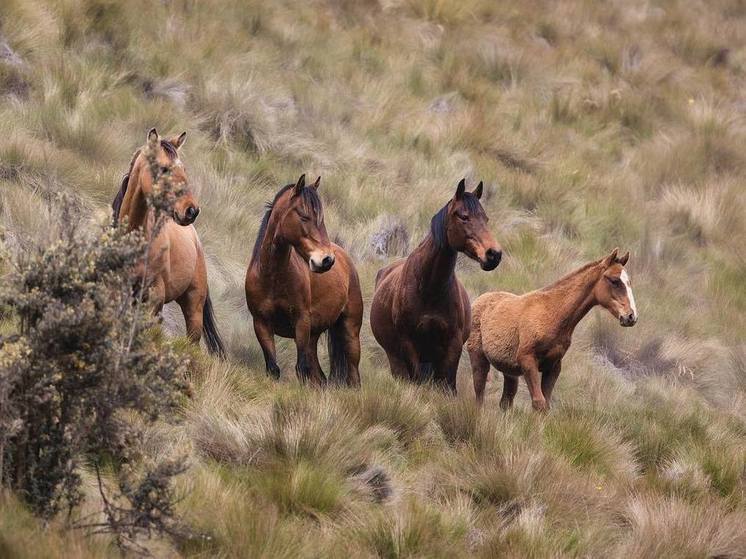 В Алтайском крае неизвестные похитили почти сотню лошадей