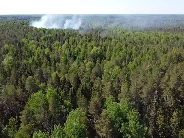 Костромская область планирует закупить 37 квадрокоптеров для нужд лесного хозяйства