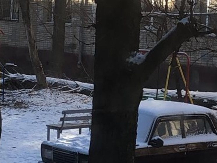 В Ростове три недели не могут убрать дерево, упавшее во дворе многоэтажек