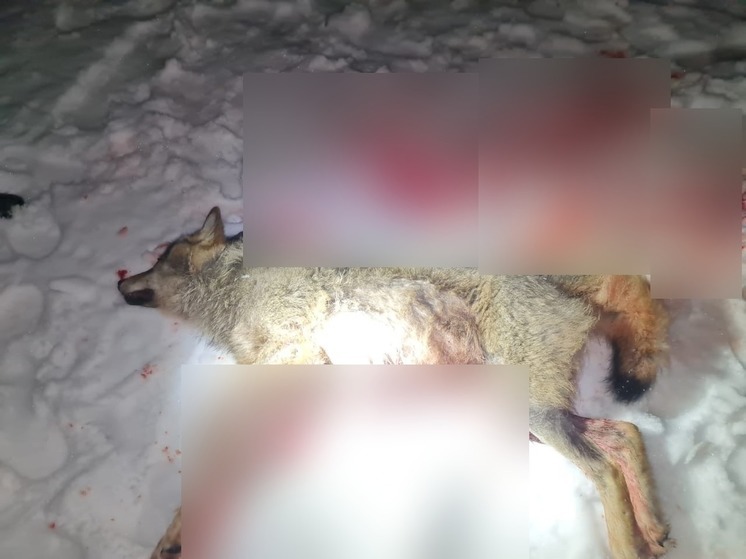 «Трудового» волка добыли охотники в Псковском районе