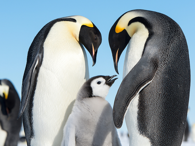 Найдены ранее неизвестные колонии «культовых» антарктических птиц