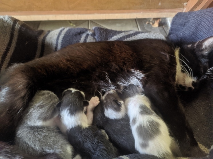 Вологодские приюты для животных могут получить статус социально ориентированных НКО