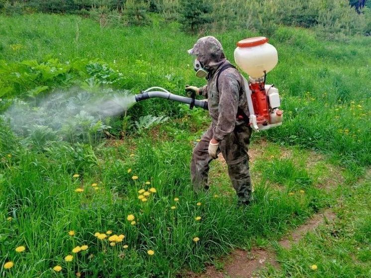 Первый этап уничтожения борщевика в Кирове проведут до середины июня
