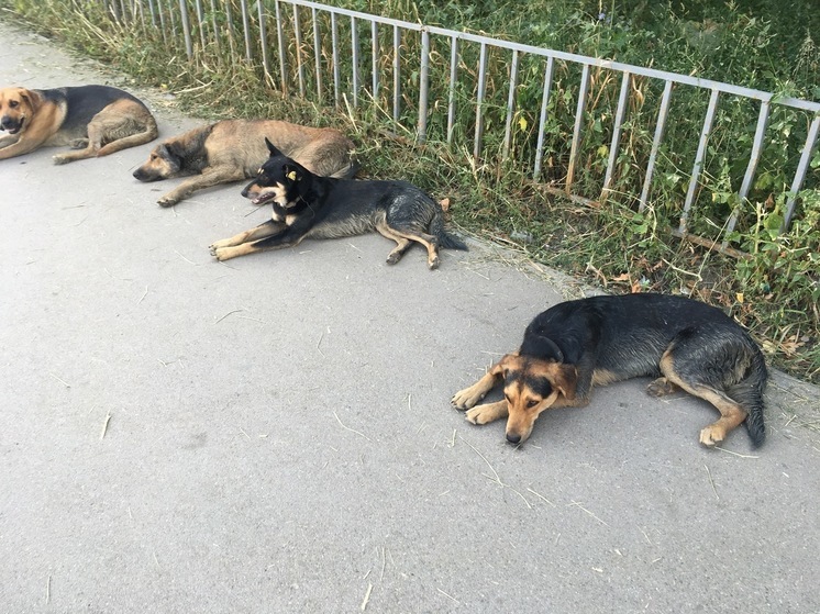 В Саратовской области агрессивных собак будут отправлять на пожизненное содержание