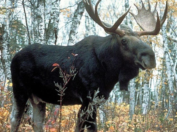 Охотника из округа Истра ждет крупный штраф за убийство лося