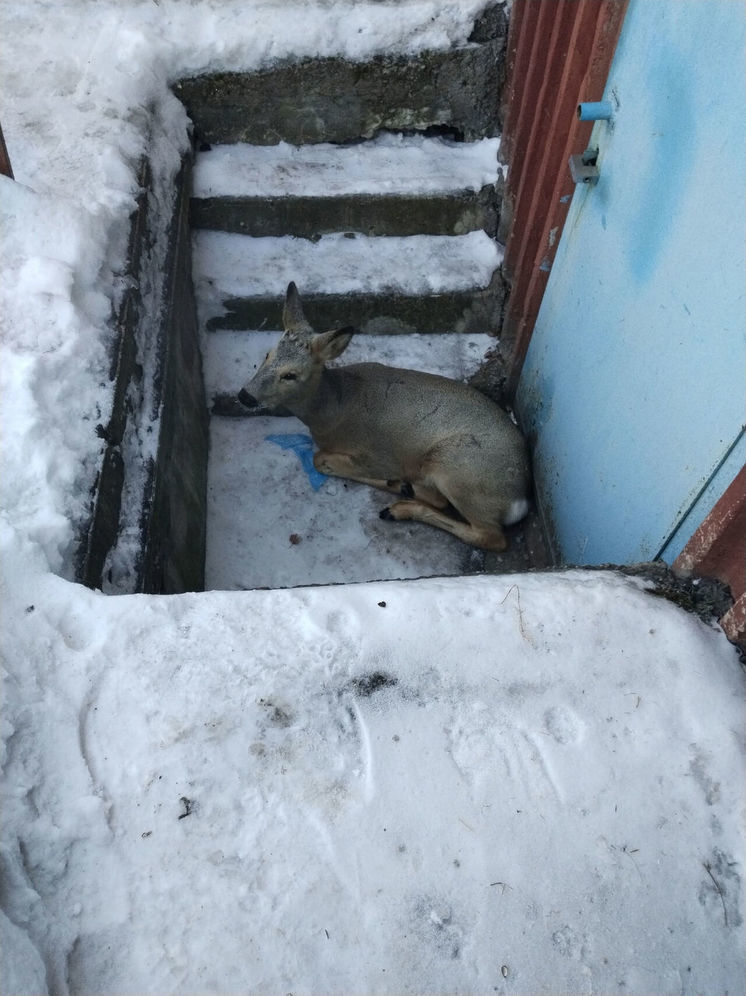 Раненая косуля была спасена в Новокузнецке