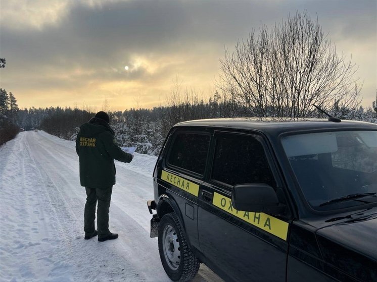 55 нарушений лесного законодательства выявили в регионе с начала года