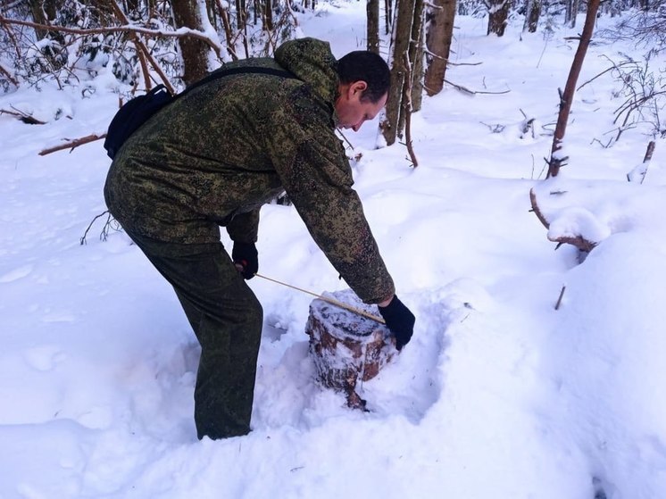 В Подмосковье лесорубы-нарушители закона заплатят свыше 2 млн. рублей
